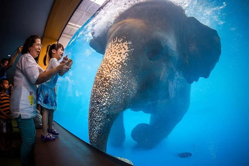 Bangkok/Pattaya: Khao Kheow Zoo Private Tour with Pickup - Why Khao Kheow and Moo Daeng Are Worth the Effort