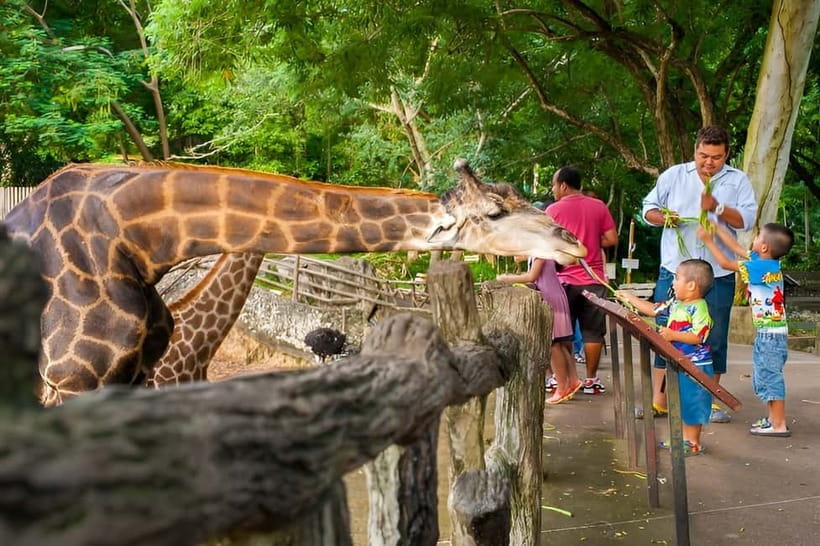Bangkok/Pattaya: Khao Kheow Zoo Private Tour with Pickup - Pink Zone Drive-Through: Save Your Legs, Beat the Busy Zoo Layout