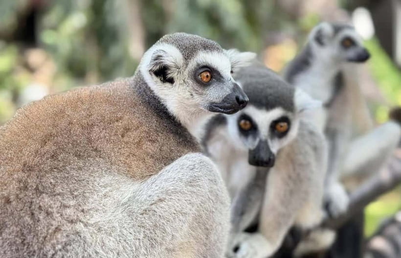 Bangkok/Pattaya: Khao Kheow Zoo Private Tour with Pickup - The Animal Stops to Prioritize During Your 6 Hours