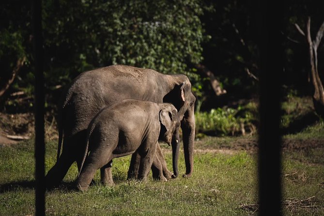Elephant Jungle Sanctuary: Half Day Morning Program - Feeding time: close contact without forcing the moment