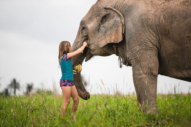 Elephant Jungle Sanctuary: Half Day Morning Program - Mud-bath and washing: plan to get dirty (and use the showers)