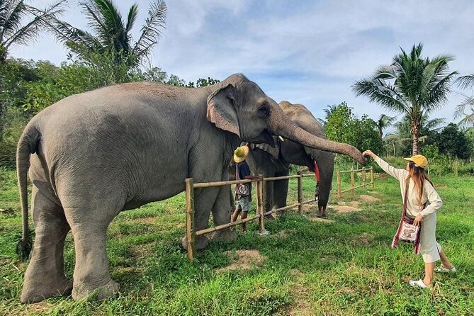 Ethical Elephant Sanctuary Tour from Bangkok & Pattaya - Lunch after elephants: keeping your energy for the ride back