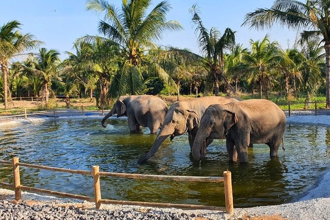 Ethical Elephant Sanctuary Tour from Bangkok & Pattaya - Who this tour fits best (and who should reconsider)