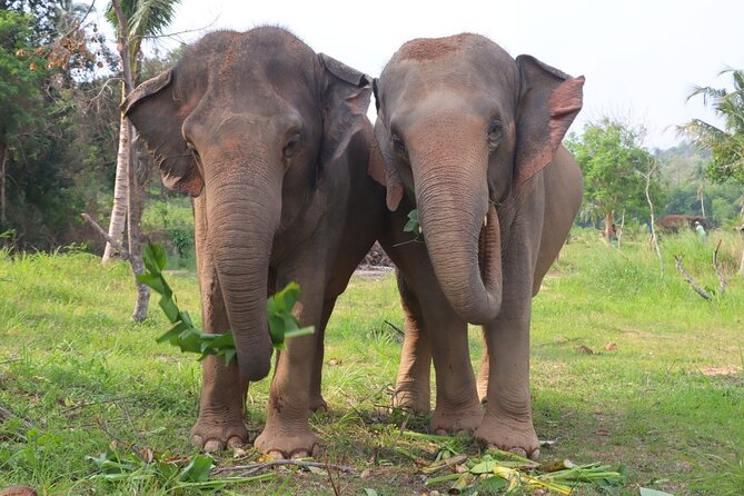 Ethical Elephant Sanctuary Tour from Bangkok & Pattaya - Should you book the Ethical Elephant Sanctuary Tour from Bangkok and Pattaya?