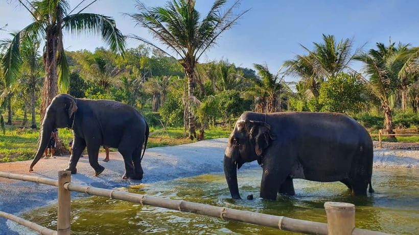 From Pattaya: Living Green Elephant Sanctuary Day Trip - Hand-feeding and forest paths: the interaction part