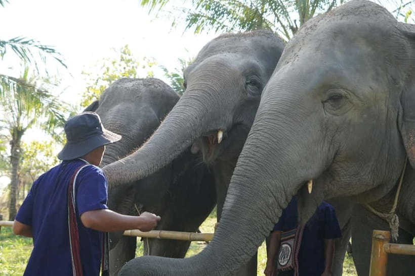 From Pattaya: Living Green Elephant Sanctuary Day Trip - Elephant bathing: what to expect when the water is involved