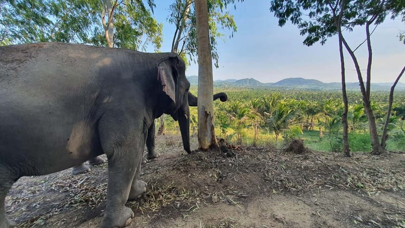 From Pattaya: Living Green Elephant Sanctuary Day Trip - Guides, group size, and the vibe you should expect
