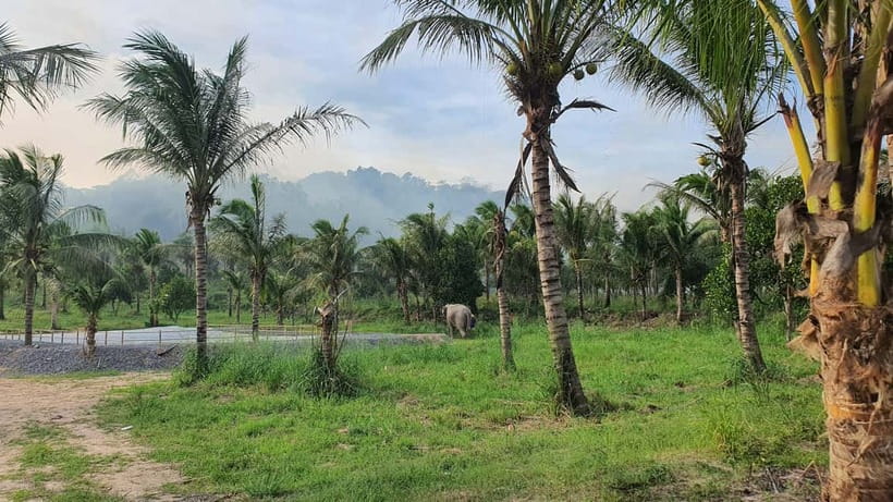 From Pattaya: Living Green Elephant Sanctuary Day Trip - Price and value: is $57 worth it?