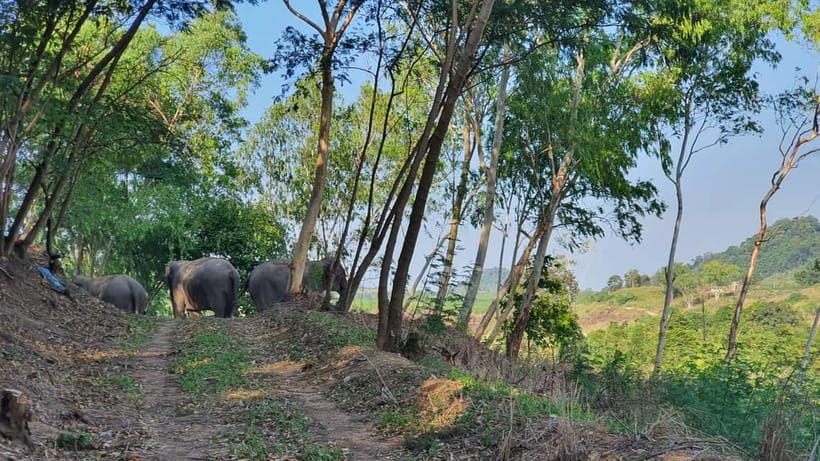 From Pattaya: Living Green Elephant Sanctuary Day Trip - Pattaya pick-up, timing, and how long the day really is