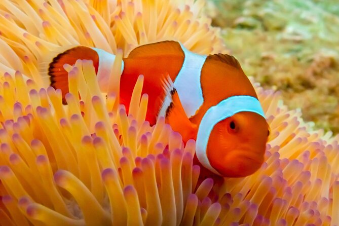 Nemo Island Experience with Drone Photos and Lunch - How the Day Flows: Pickup, Shared Van, and Speedboat Time