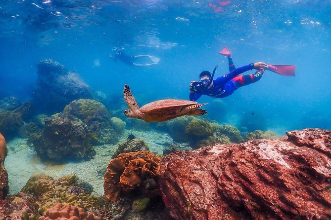 Nemo Island Experience with Drone Photos and Lunch - First Snorkel Spot (About 3 Meters): Clownfish You Can Actually See