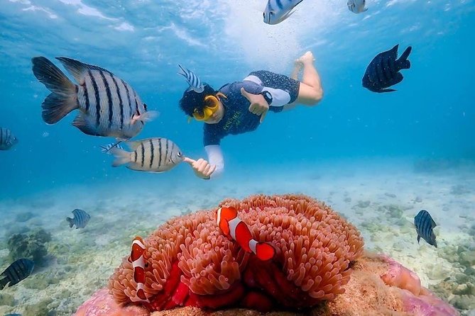 Nemo Island Experience with Drone Photos and Lunch - Price and Value: What You’re Really Paying For