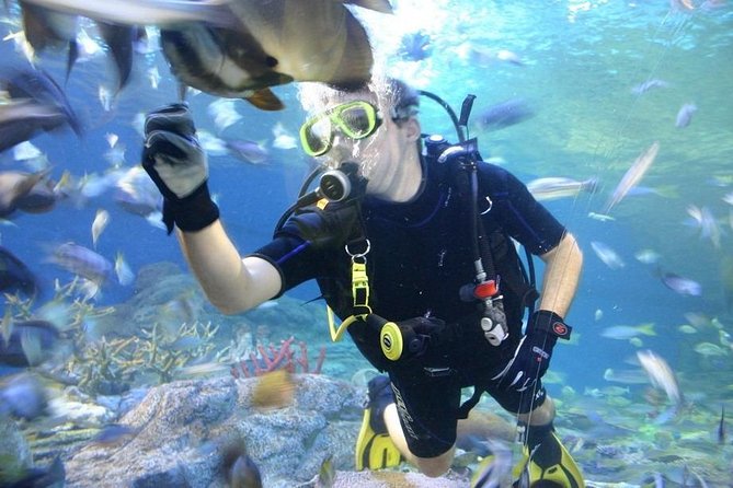 Pattaya Underwater World - Discover Ocean Treasures - Key highlights worth planning around
