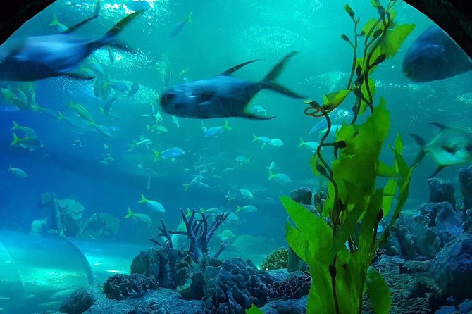 Pattaya Underwater World - Discover Ocean Treasures - Getting there and making the visit feel worth it