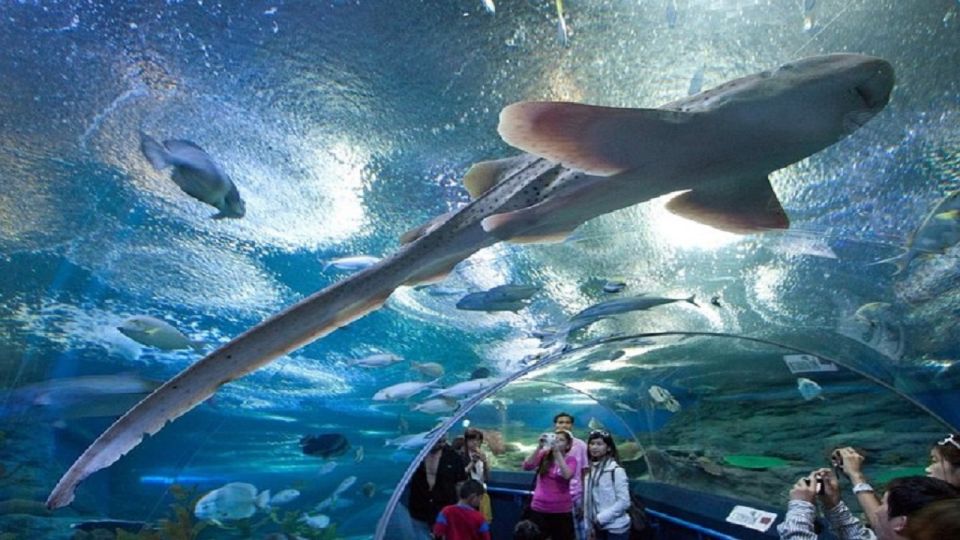 Pattaya: Underwater World Pattaya Aquarium Admission Ticket - Touch Pool Zone: The Closest Thing to Interaction