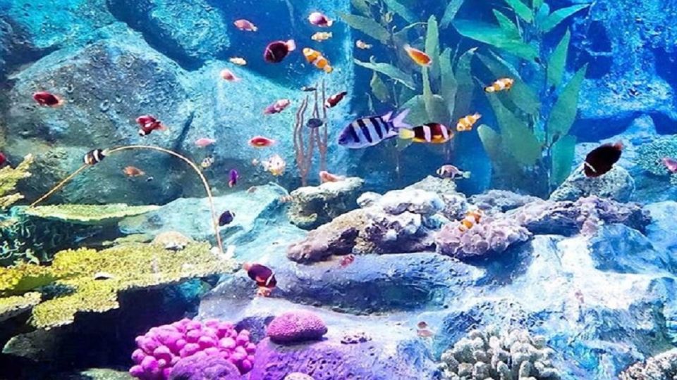 Pattaya: Underwater World Pattaya Aquarium Admission Ticket - Timing Your Visit: 9:00 to 6:00, Last Admission at 5:30