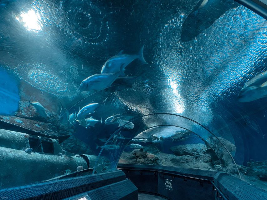 Pattaya: Underwater World Pattaya Aquarium Admission Ticket - Jellyfish Zone: Safe Viewing for the Whole Family