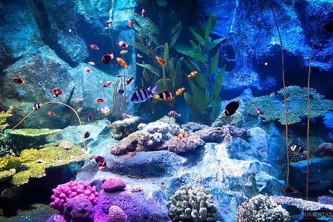 Pattaya Underwater World Tickets with Optional Hotel Pickup - Key things to know before you go