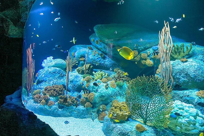 Pattaya Underwater World Tickets with Optional Hotel Pickup - Coral Reef zone: colorful fish and big-mover species
