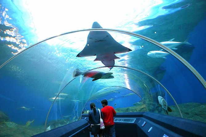Pattaya Underwater World Tickets with Optional Hotel Pickup - Getting there: optional hotel pickup and a calmer start