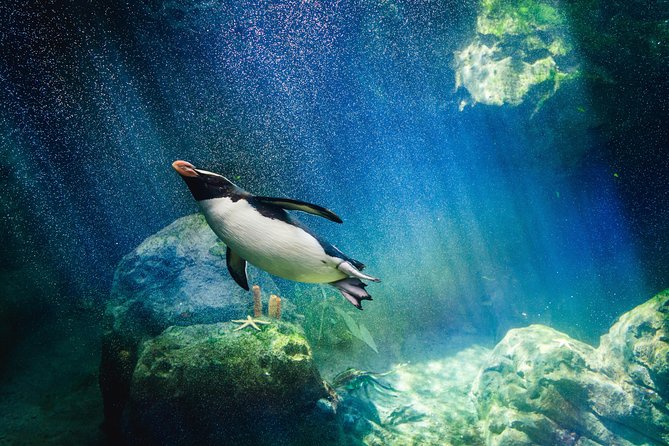 Underwater World Pattaya (Ticket Only) - Quick hits before you go